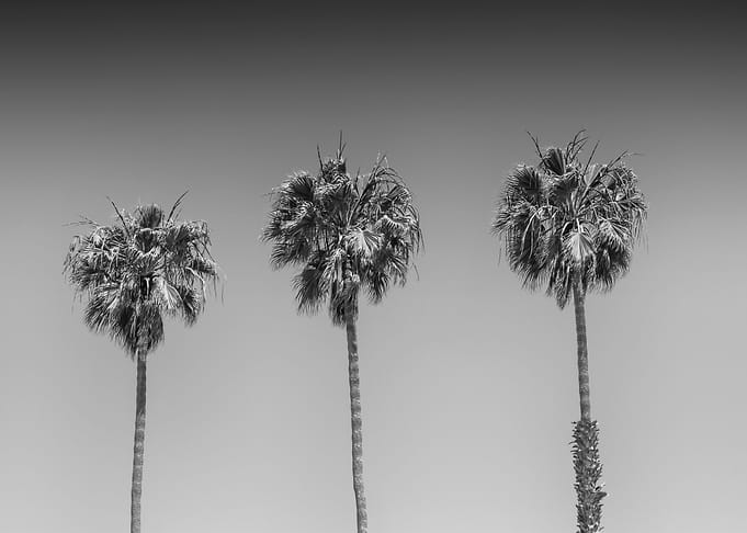California Palm Trees