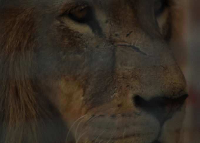 Lions Scar