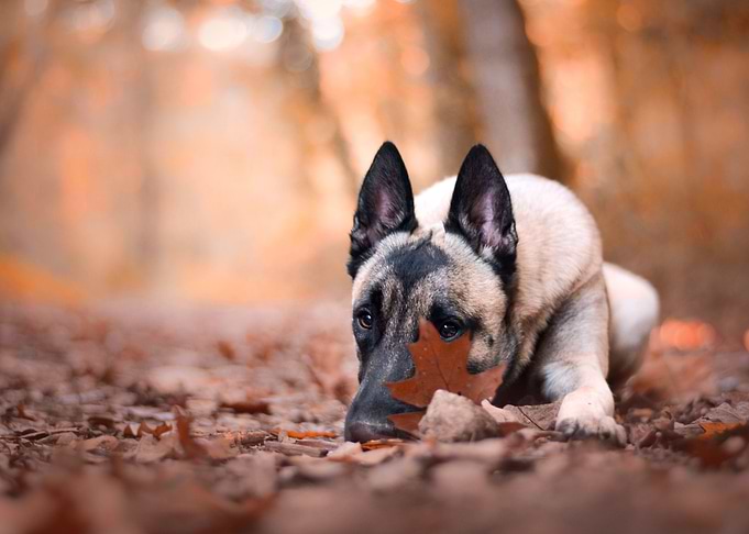 German shepherd