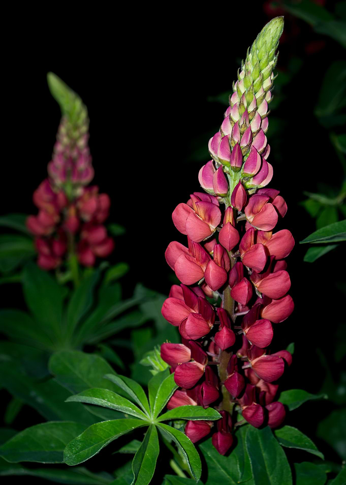 Flower Flash No 6