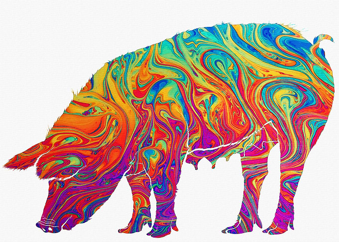 pig
