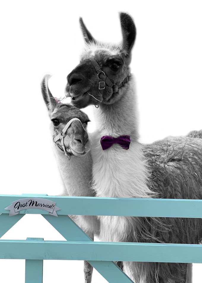 lamas black and white