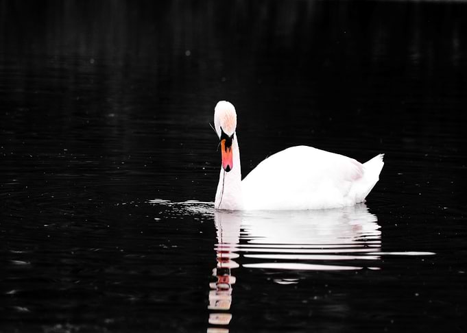 Mute Swan