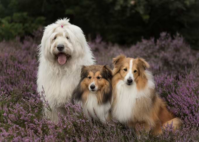 Dogs