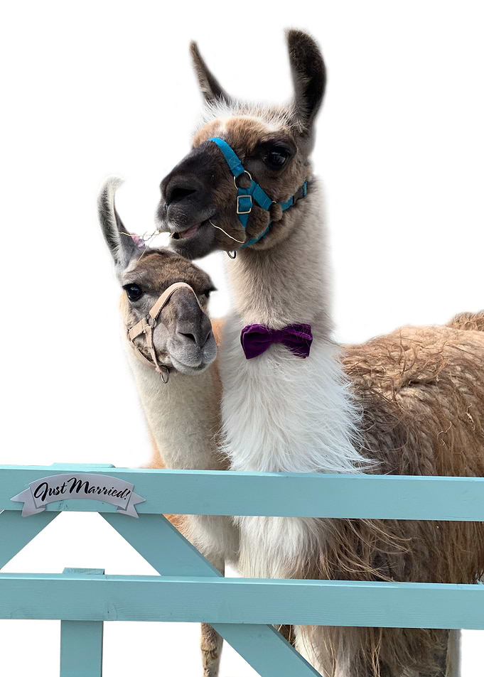 lama wedding in colour