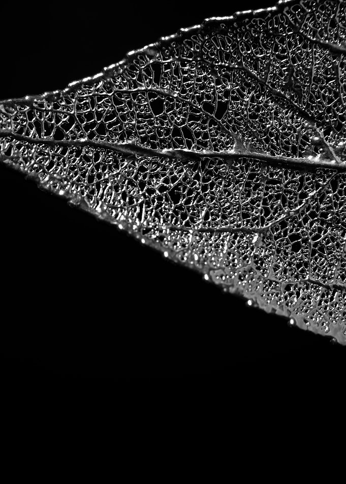 Silver leaf no 2