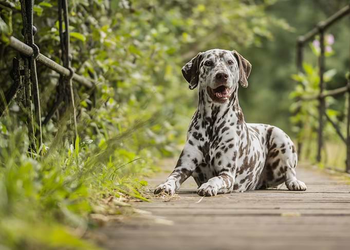 Dalmatian dog