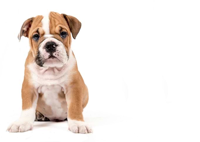 Cute puppy