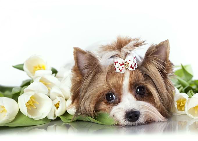 Cute Dog