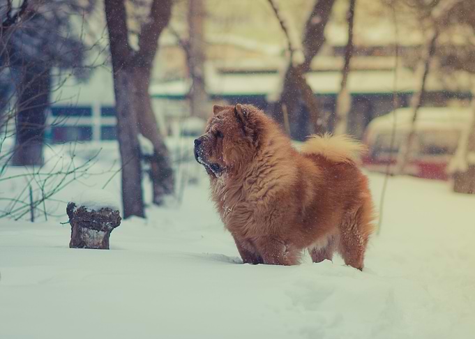 Dog in the snow