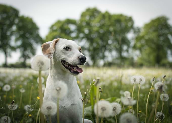 Dog