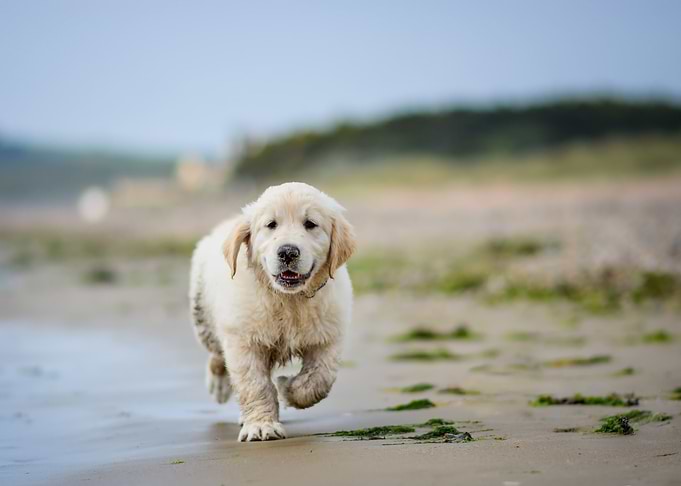 Cute puppy
