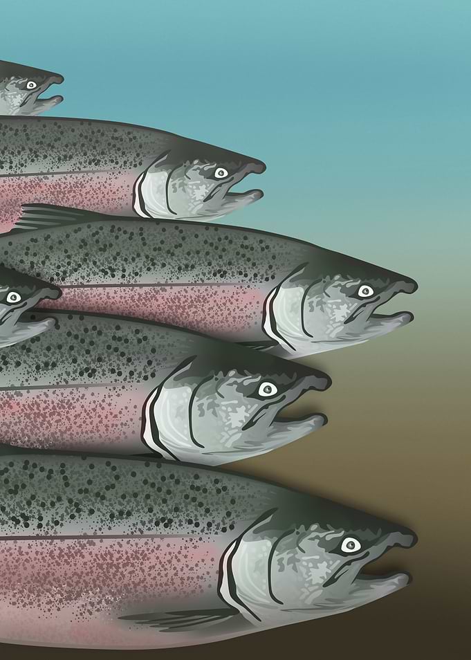 Alaskan Salmon Part1 Left