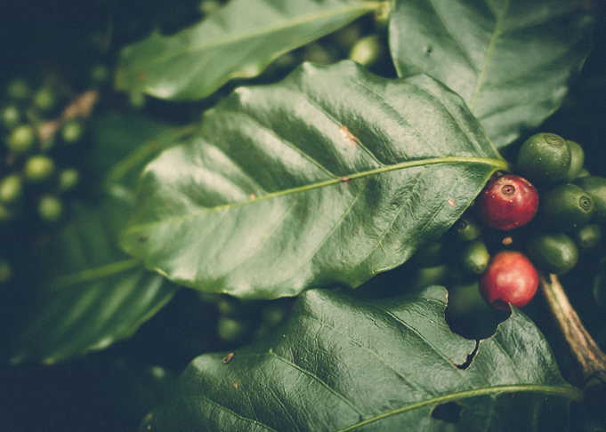 cherry coffee bean
