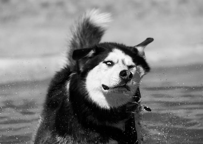 Husky