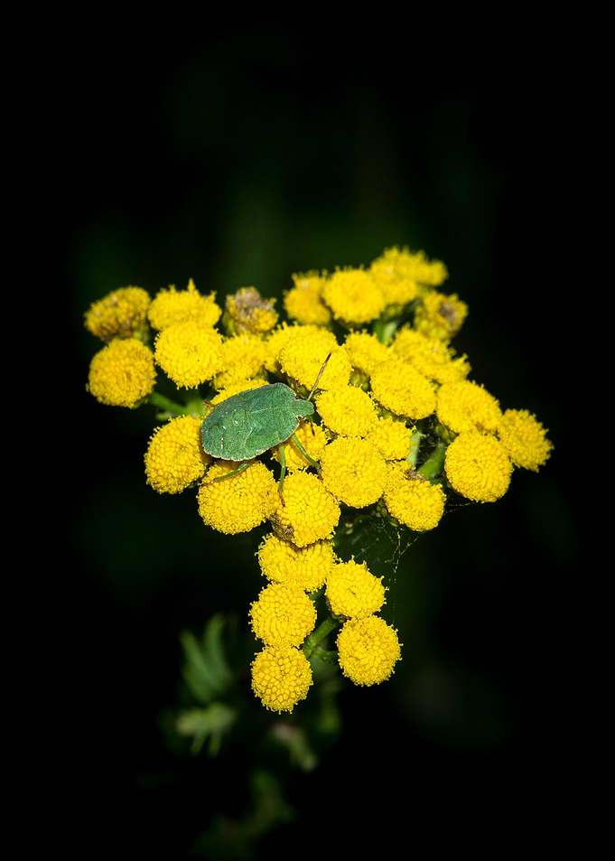 Flower Flash No 4