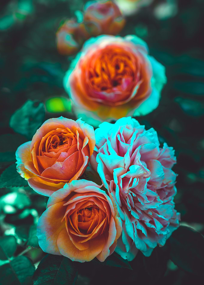 La Rose