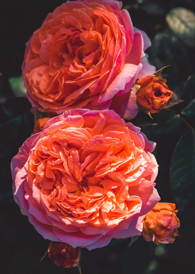 La Rose