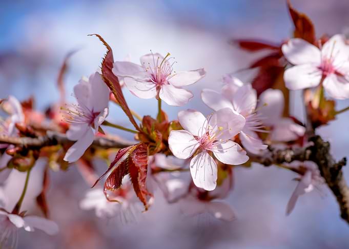 Tender Sakura Flowers