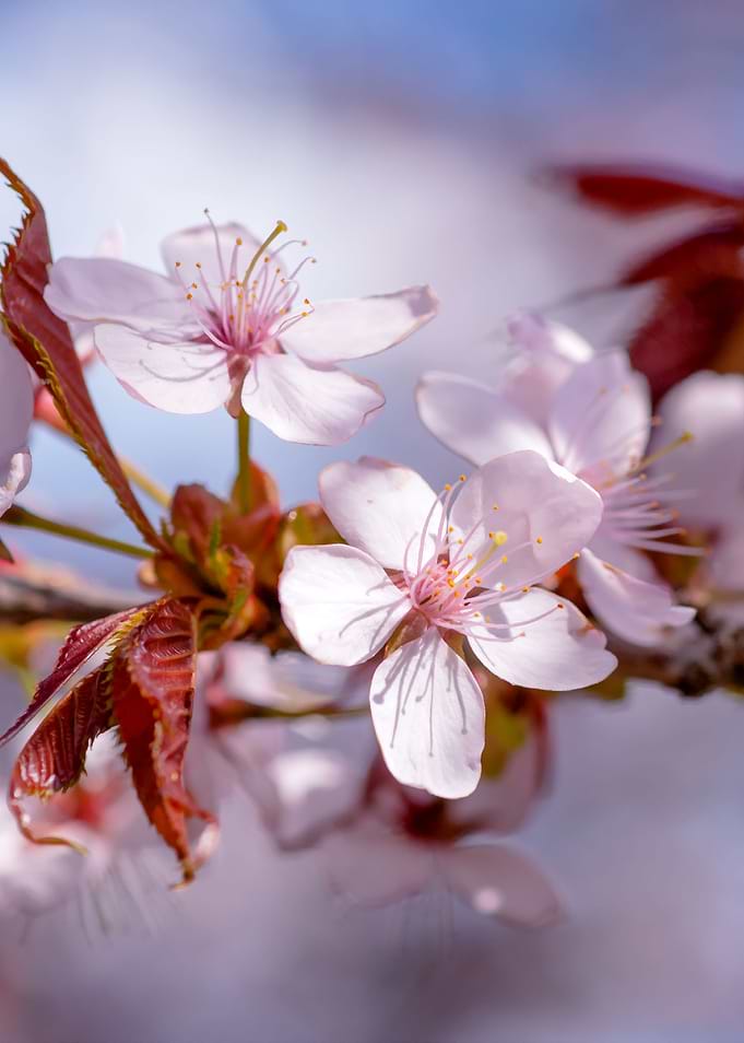 Elegant Sakura Flowers