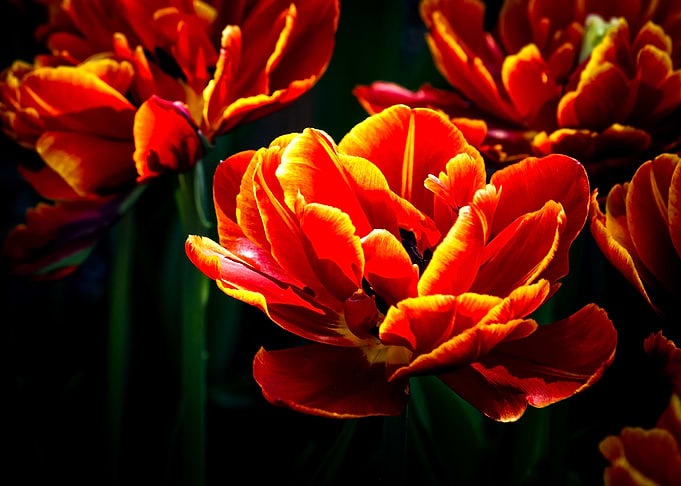 Stunning Red Tulip