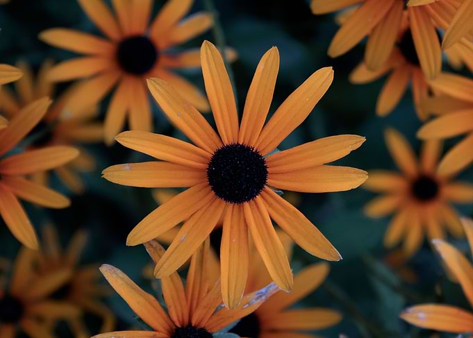 Yellow Daisies