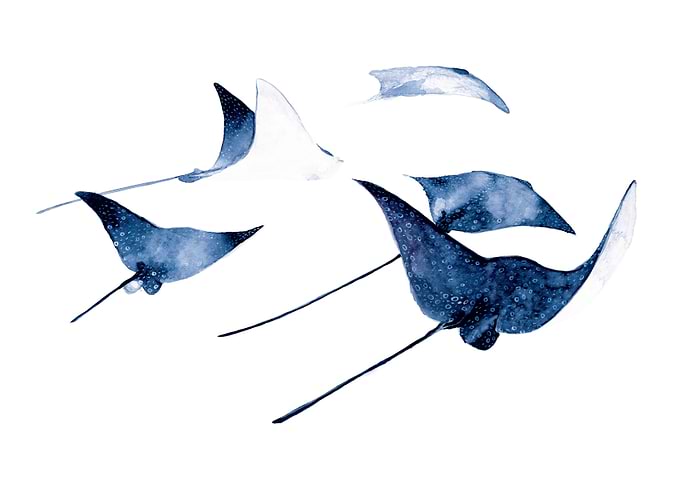 Blues Stingrays