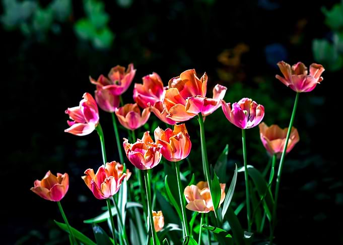 Sunlit Tulip Flowers
