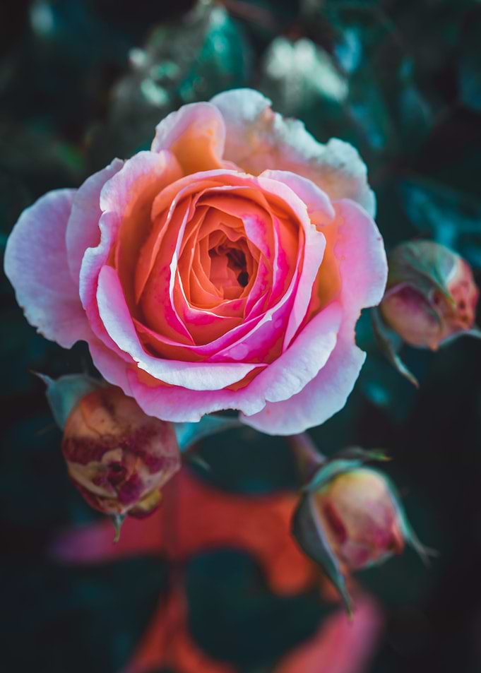 La Rose