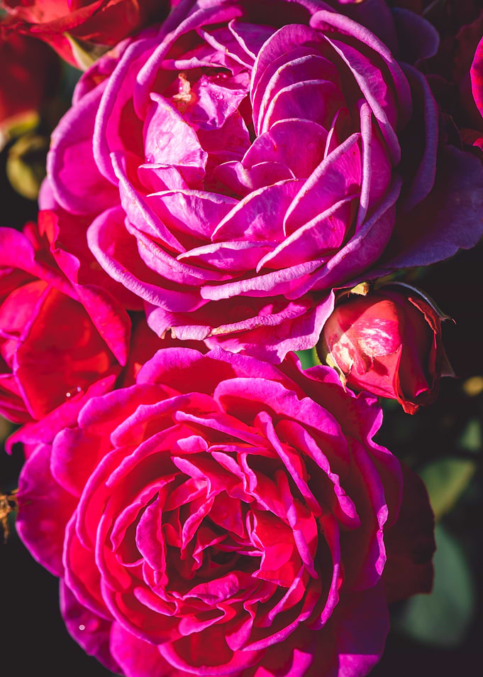 La Rose