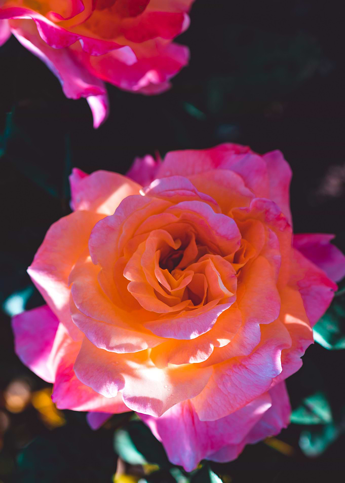 La Rose