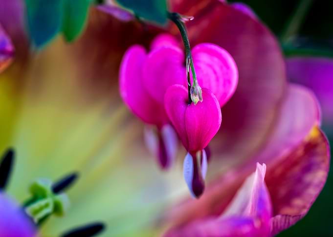 Confession Of Love