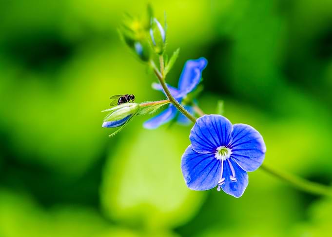 Wildflower And A Fly