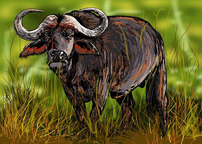 Buffalo on the lookout