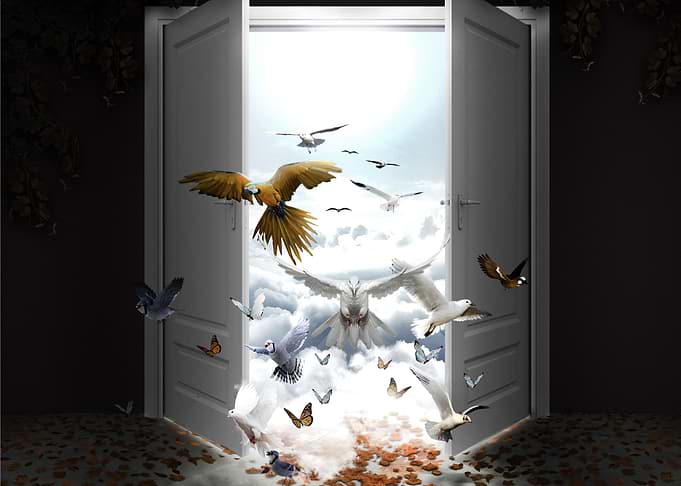 The Arrival