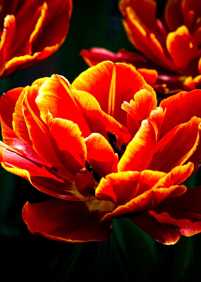 Stunning Parrot Tulip