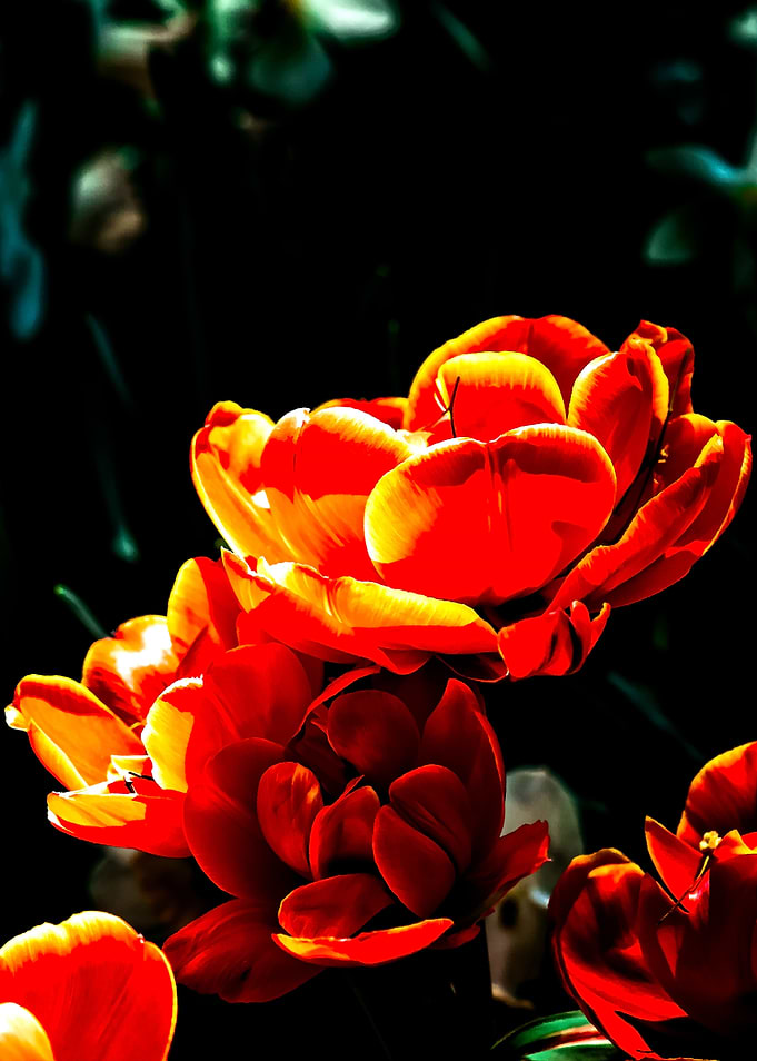 Awesome Parrot Tulips