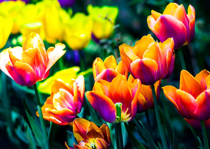 Tulips On A Flowerbed