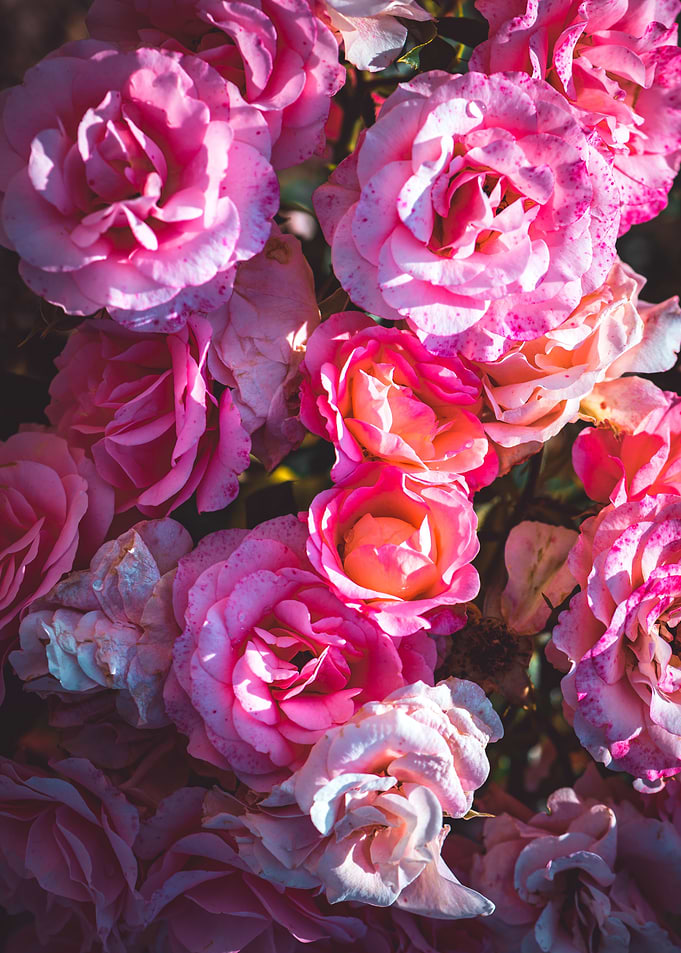 La Rose