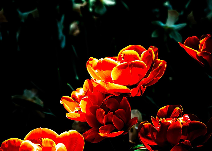 Beautiful Parrot Tulips