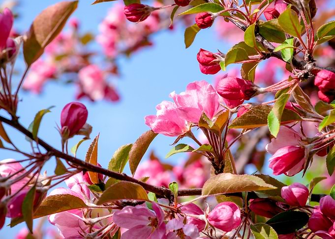 Pink Crab Apple Flowers