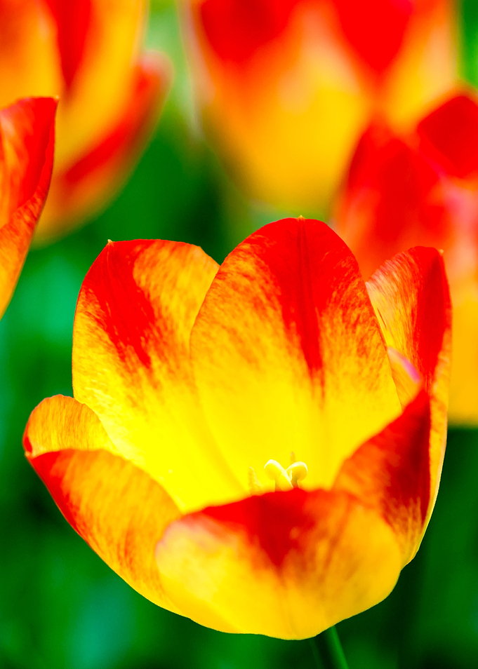 Cute Red And Yellow Tulips