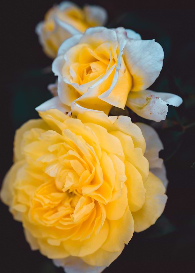 La Rose