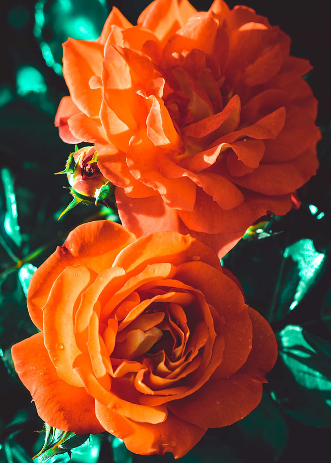La Rose