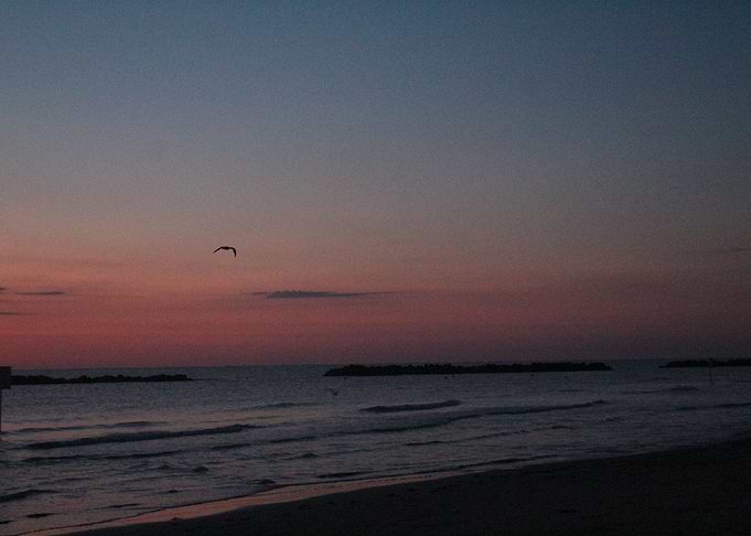 Flying seagull