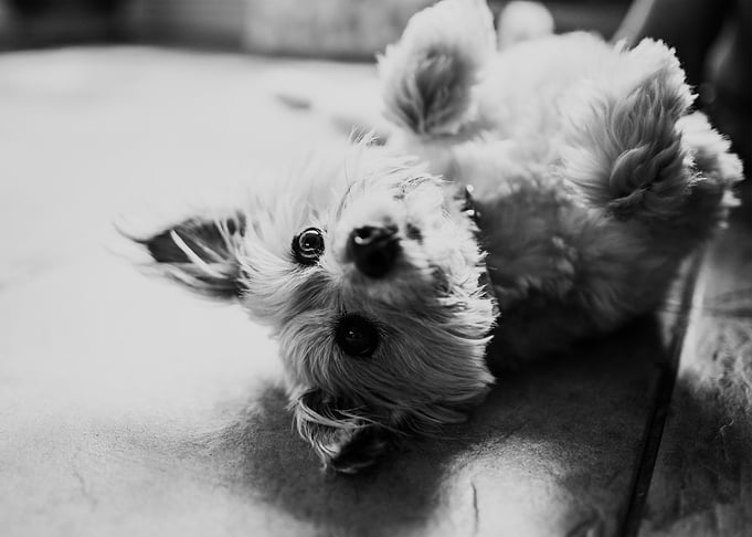 Playful Puppy