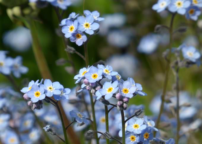 sea of blue flowers