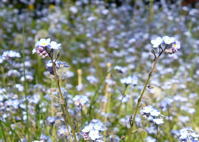 forgetmenots flowers