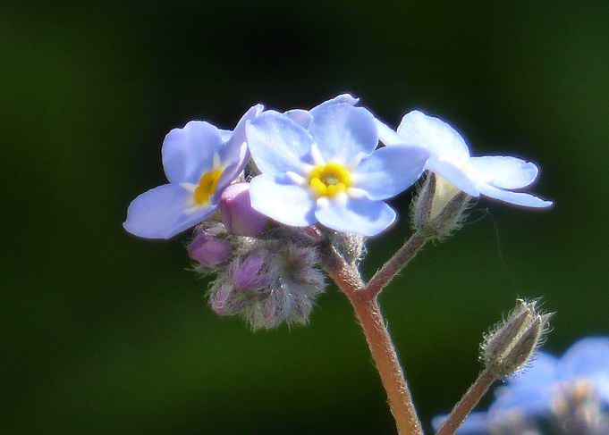 forgetmenot macro