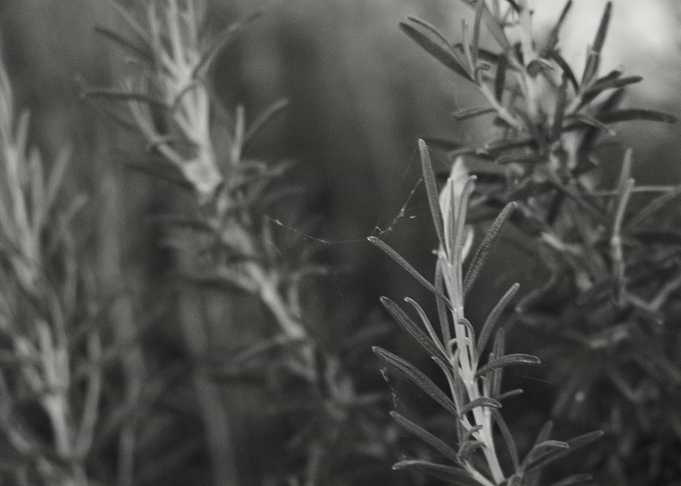 Rosemary